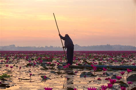 Lotus Lake! A Breathtaking Display of Aquatic Flora and Tranquil Beauty!